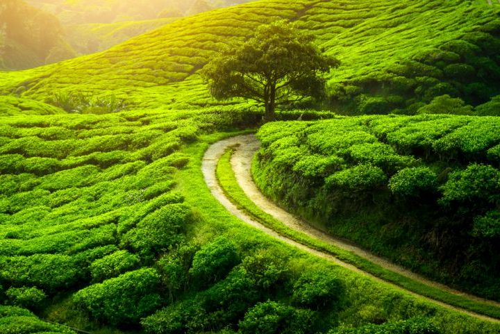 Darjeeling Tea Estates