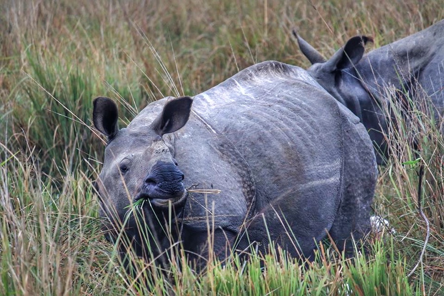 Pobitora Wildlife Sanctuary