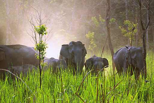 Manas National Park