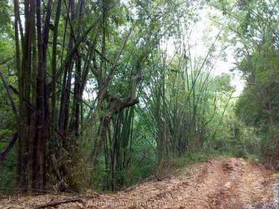 Malom Wildlife Sanctuary