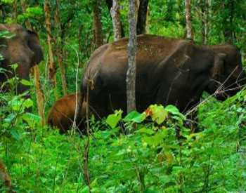 Parappa Wildlife Sanctuary