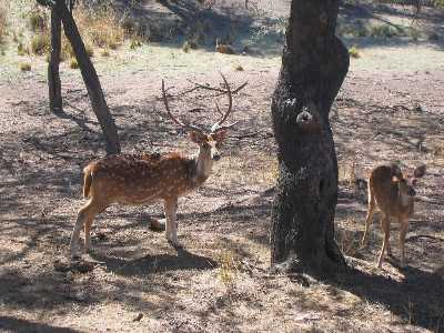 Sariska National Park