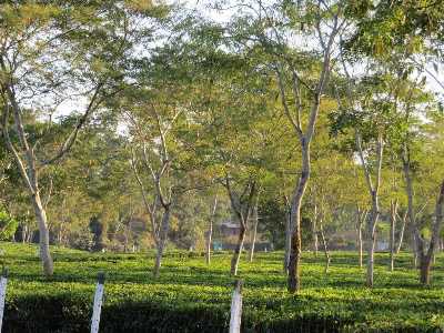 Cinnamora Tea Estate