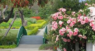 Rose Garden