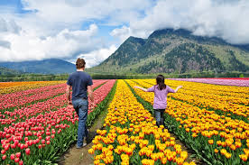 Tulip Garden