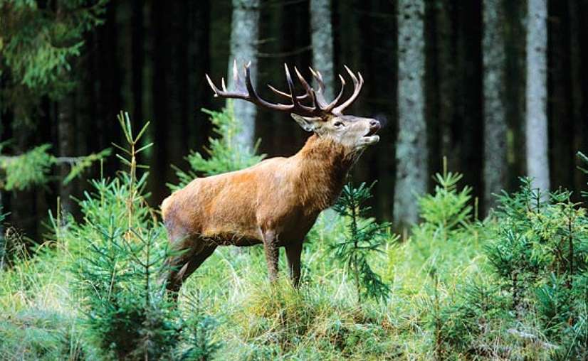 Dachigam National Park