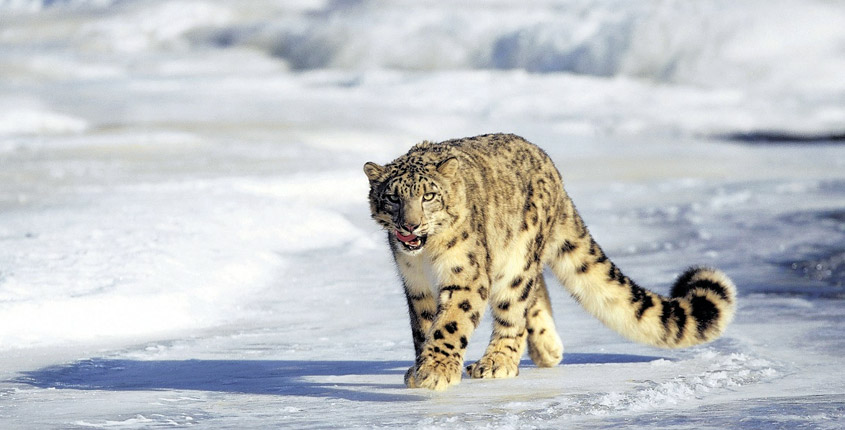 Hemis National Park