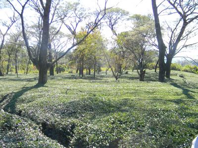 Tea Garden