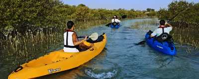 Mangrove Kayaking Tour