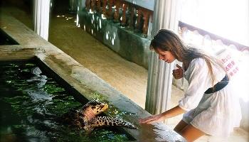 Bentota Turtle Hatchery