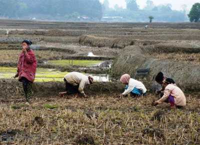 Tarin Fish Farm