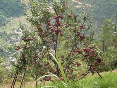 Apple Orchards