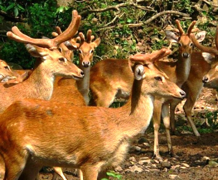 Manipur Zoological Garden