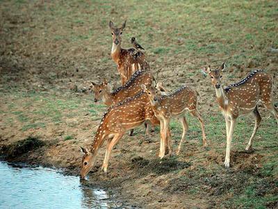 Satpura National Park 