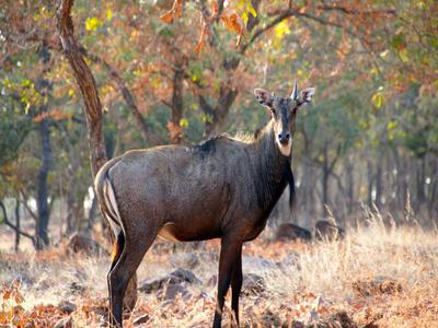 Van Vihar National Park 