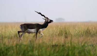 Bassi Wildlife Sanctuary