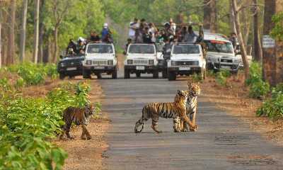 Safari at National Park 