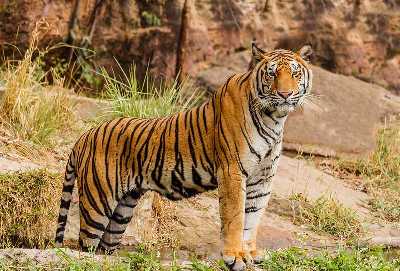 Sariska Tiger Reserve