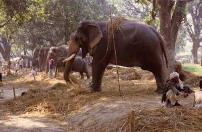 Sonepur Cattle Fair