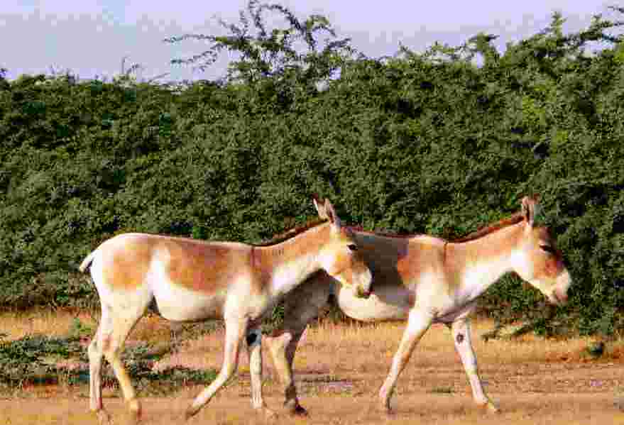 Kutch Desert Wildlife Sanctuary