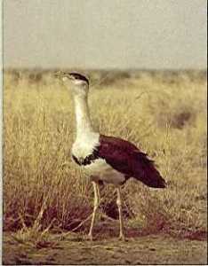 Kutch Bustard Sanctuary