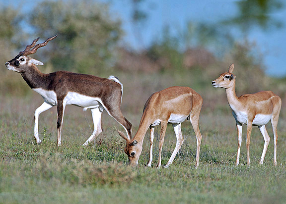 Narayan Sarovar Sanctuary