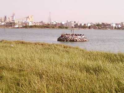 Porbandar Bird Sanctuary