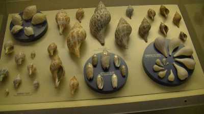 Sea Shell Museum