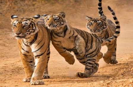 Ranthambore Tiger Reserve