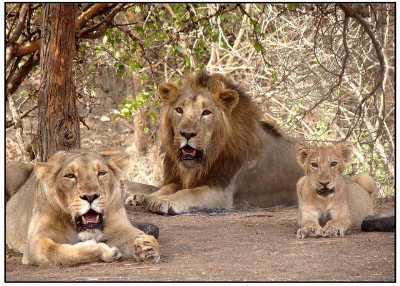 Gir National Park