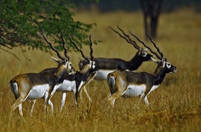 Bhavnagar Blackbuck National Park