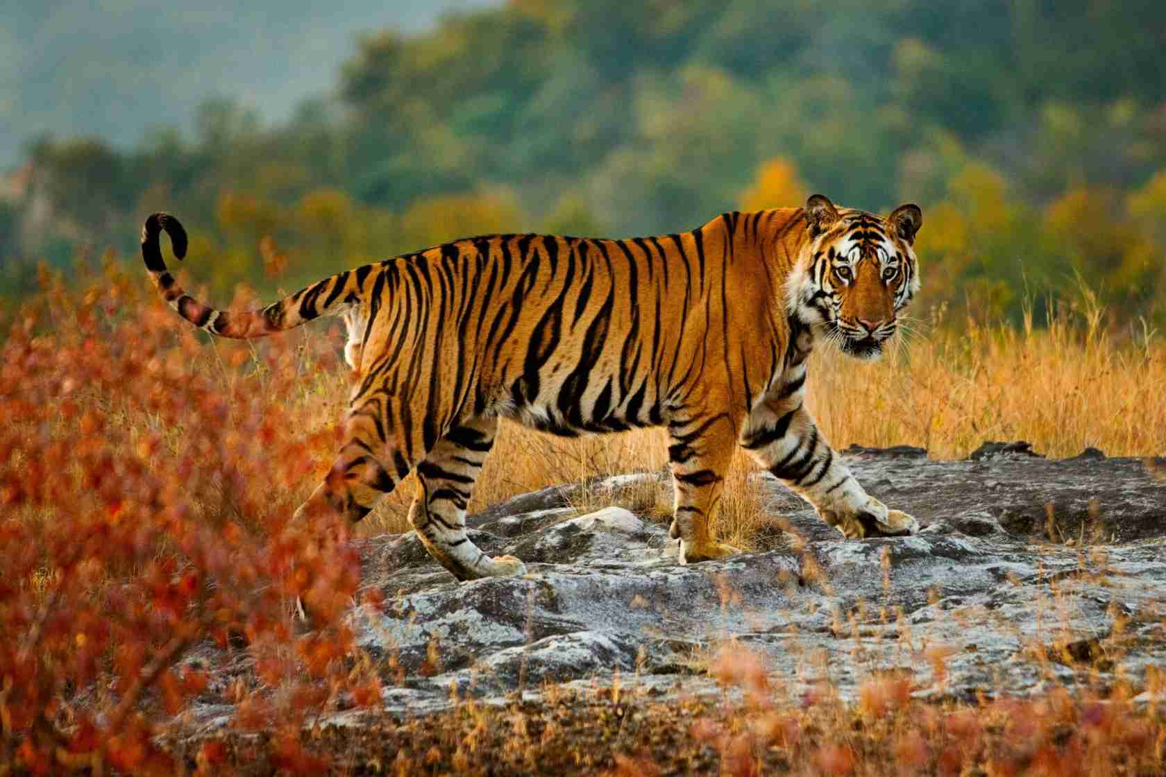 Bandhavgarh National Park