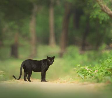 Nagarhole National Park and Tiger Reserve