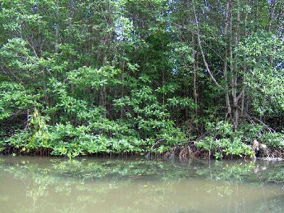 Can Gio Mangrove Forest 