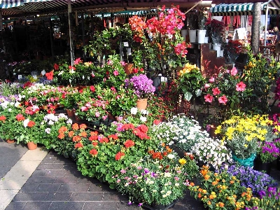 Quang Ba Flower Market