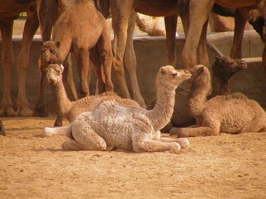 National Research Centre on Camel