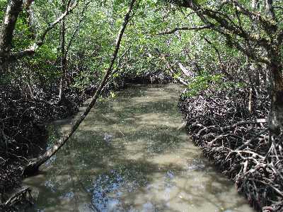 Mangrove Creek