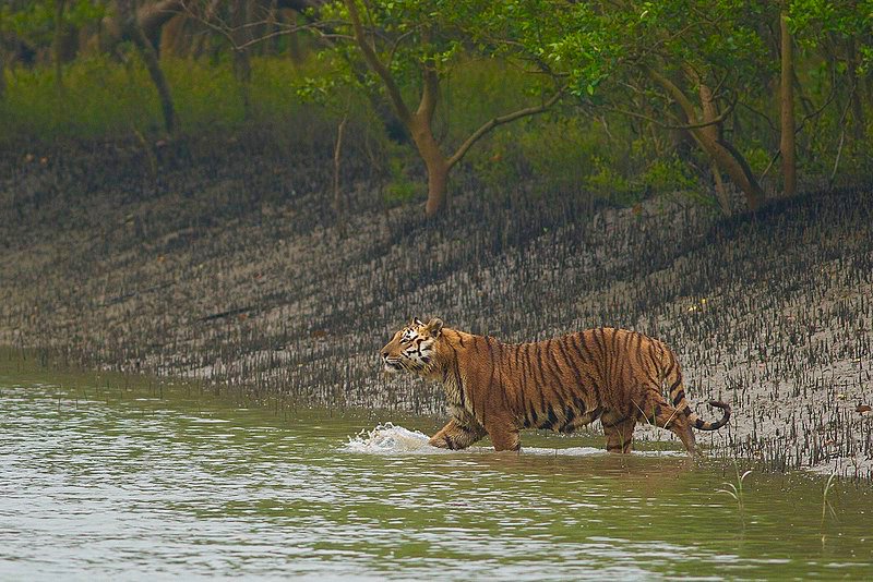 Sundarban National Park