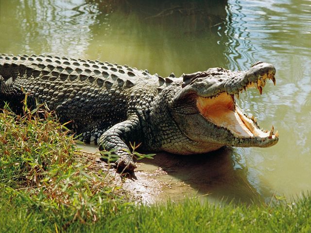 Bhitarkanika National Park