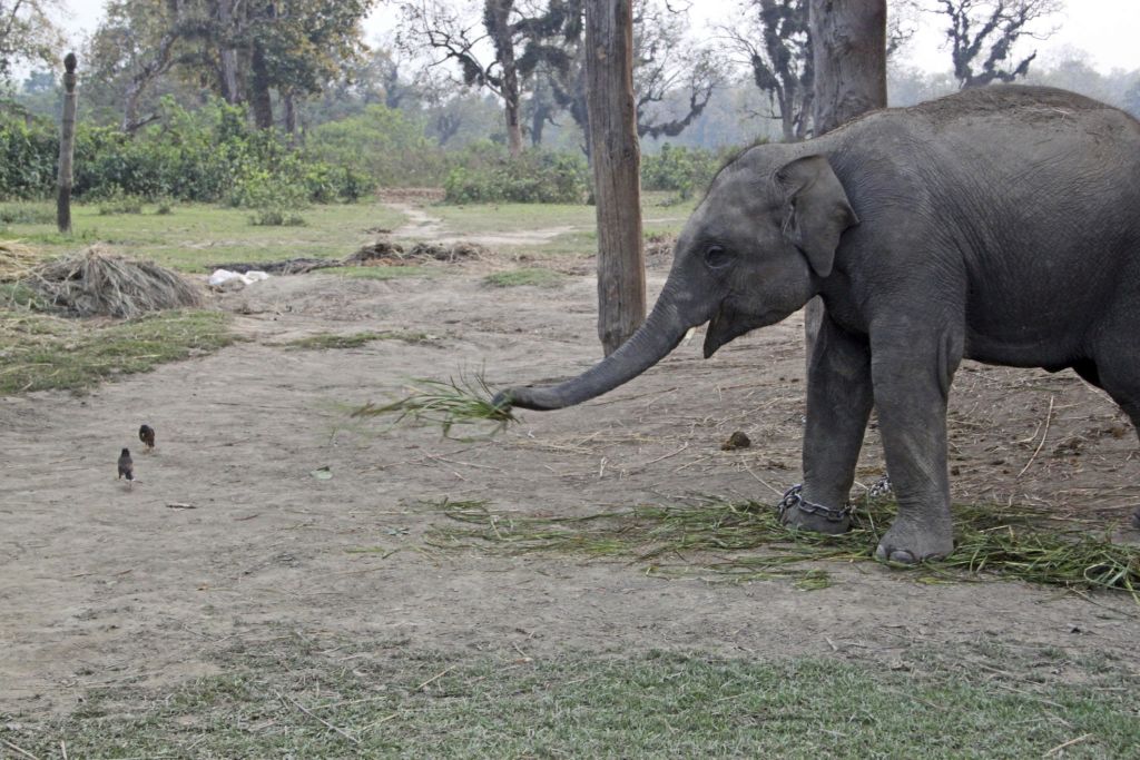 Elephant Breeding Center