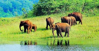 Thekkady