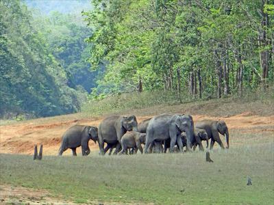 Periyar National Park