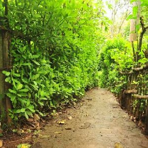 Spices Plantation