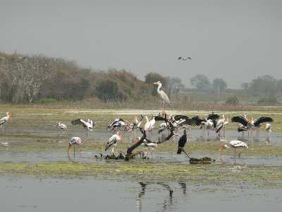 Water Bird Sanctuary