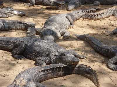 Madras Crocodile Bank