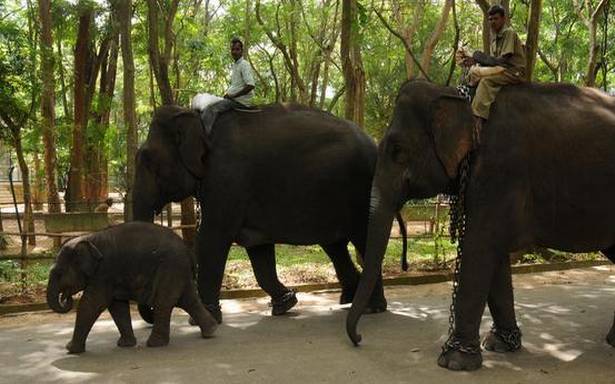 Bannerghatta Biological Park