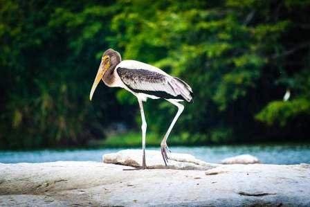 Ranganathittu Bird Sanctuary