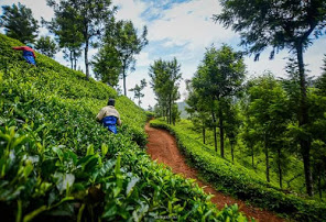 Tea Factory and Museum