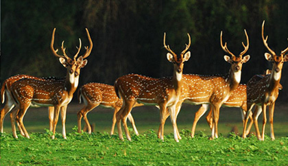 Brahmagiri Wildlife Sanctuary