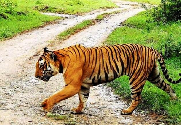 Nagarhole National Park